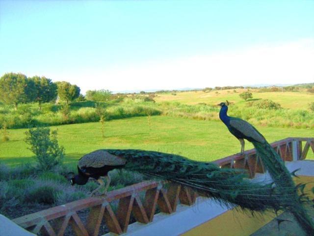 Naveterra-Hotel Rural Alandroal Kültér fotó